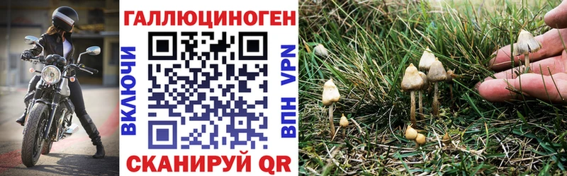 наркота  Нестеровская  Псилоцибиновые грибы мицелий 
